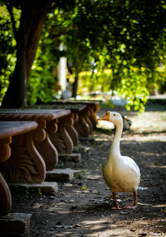 a duck that is standing in the dirt, sitting on a park bench, tlaquepaque, parks and monuments, in a row