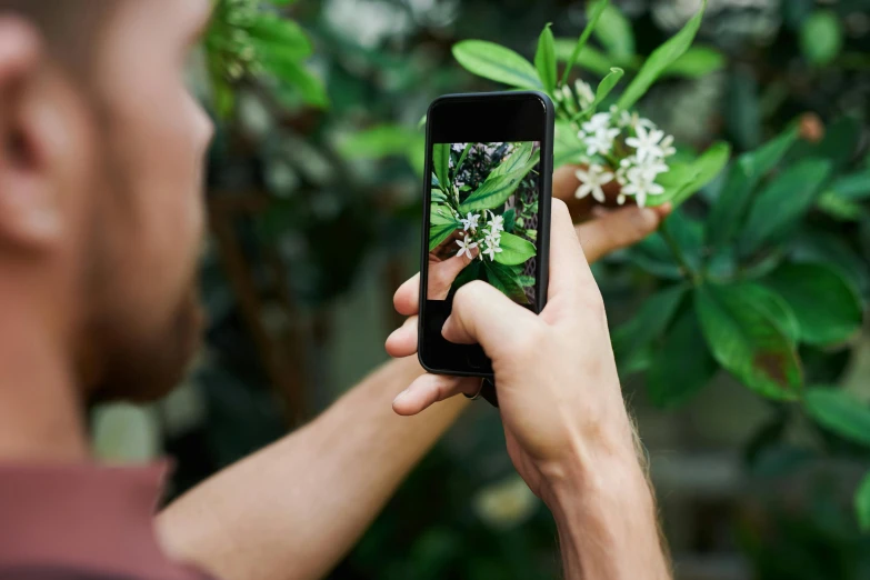 a man taking a picture of a plant with a cell phone, trending on pexels, lush garden leaves and flowers, ai biodiversity, digital still, album