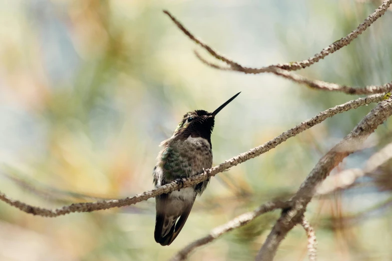a hummingbird sitting on top of a tree branch, a portrait, pexels contest winner, arabesque, high-resolution photo, highly rendered, portrait”