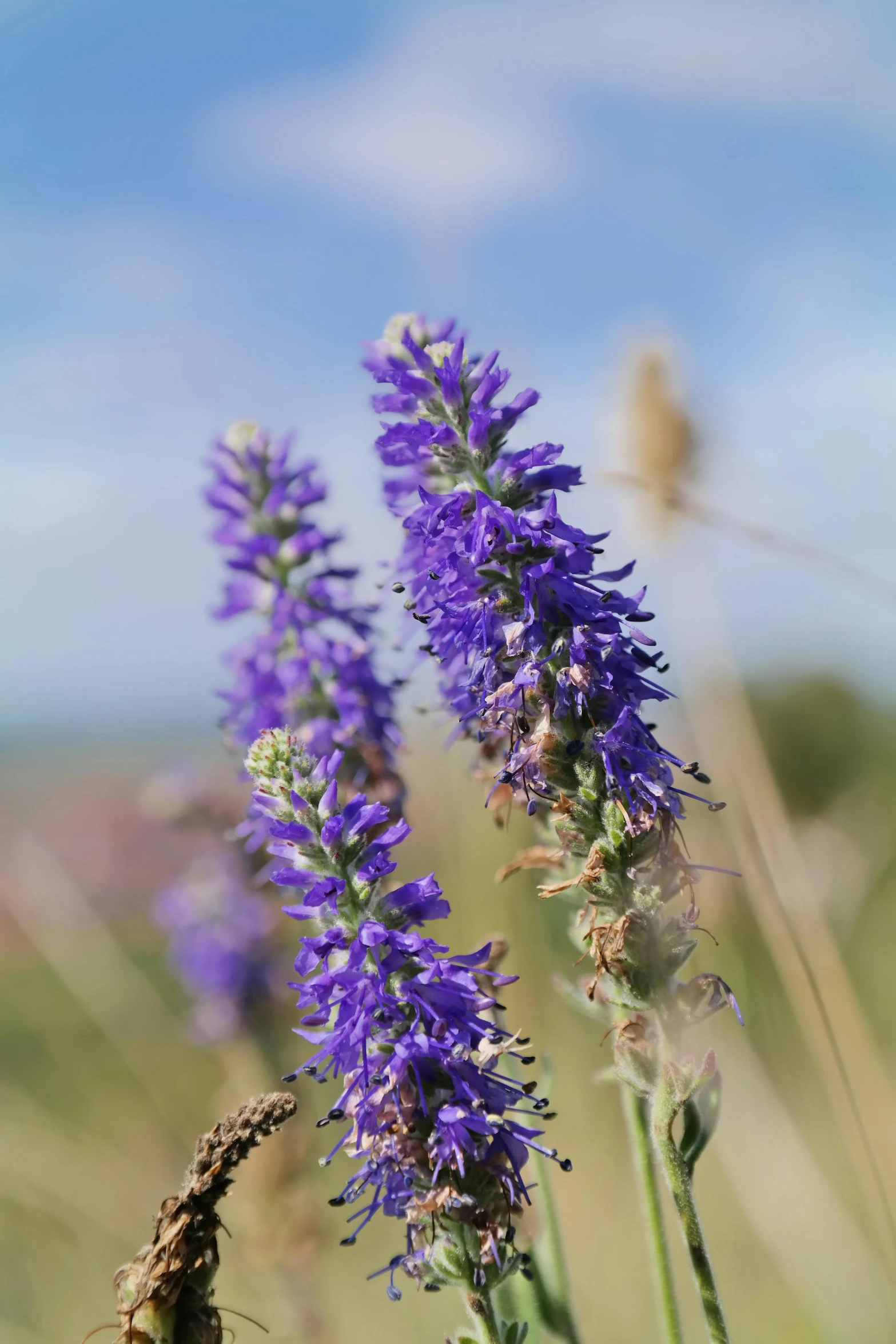 a close up of some purple flowers in a field, a portrait, blue sky, spiky, sage, over-shoulder shot