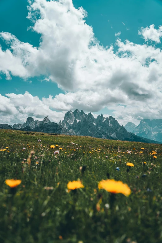 a field with yellow flowers and mountains in the background, an album cover, by Sebastian Spreng, unsplash contest winner, dolomites, an expansive grassy plain, happy clouds behind, instagram post