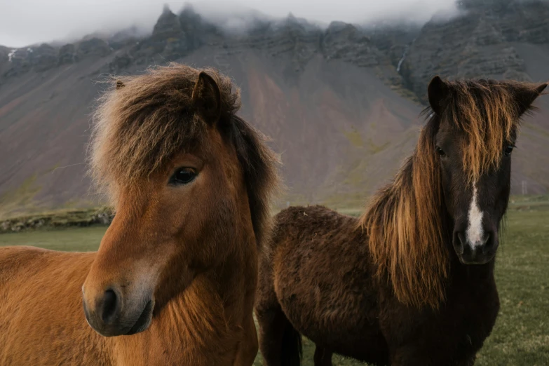 two horses standing next to each other in a field, pexels contest winner, icelandic valley, clouds of vivid horse-hair wigs, 🦩🪐🐞👩🏻🦳, cinematic closeup