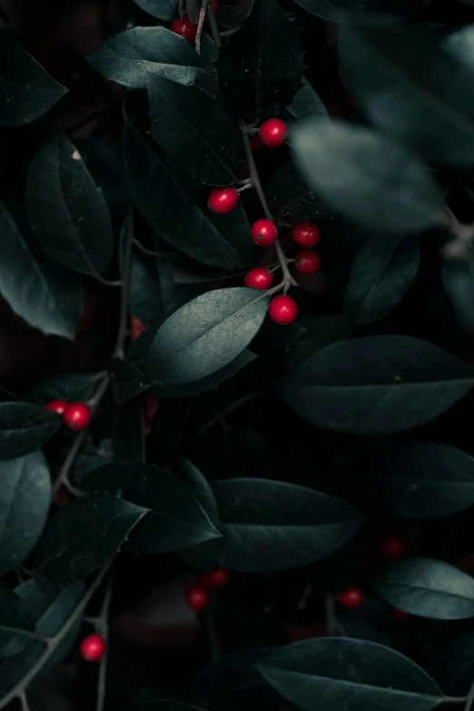 a close up of a plant with red berries, inspired by Elsa Bleda, trending on unsplash, dark green, made of leaves, color footage, holiday season