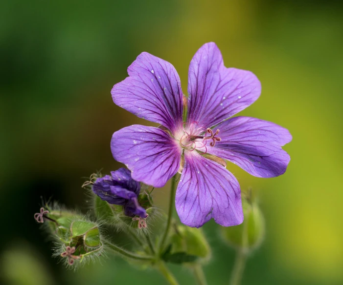 a close up of a purple flower on a stem, local conspirologist, ((purple))