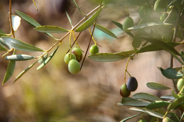 a bunch of green olives hanging from a tree, trending on pexels, grey, evening light, berries inside structure, manuka