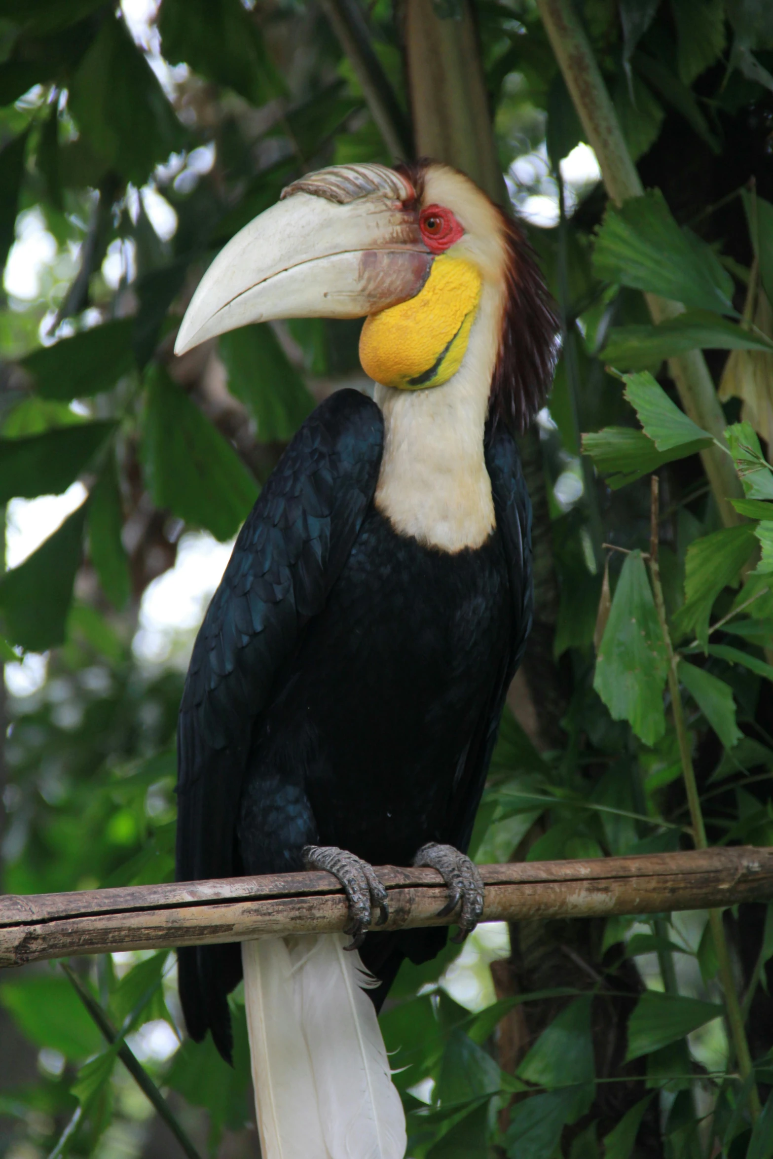 a large bird sitting on top of a tree branch, flickr, sumatraism, with a yellow beak, long neck, with a white nose, beaked mask