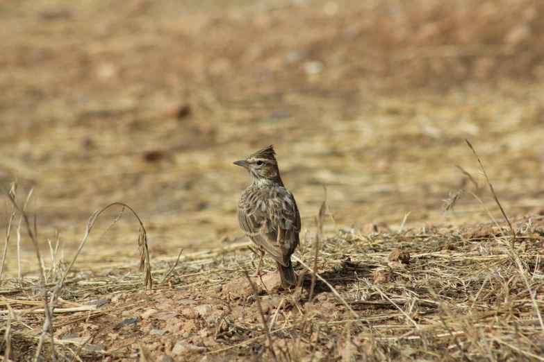 a small bird standing on top of a dry grass covered field, vastayan, promo image, iu, grey