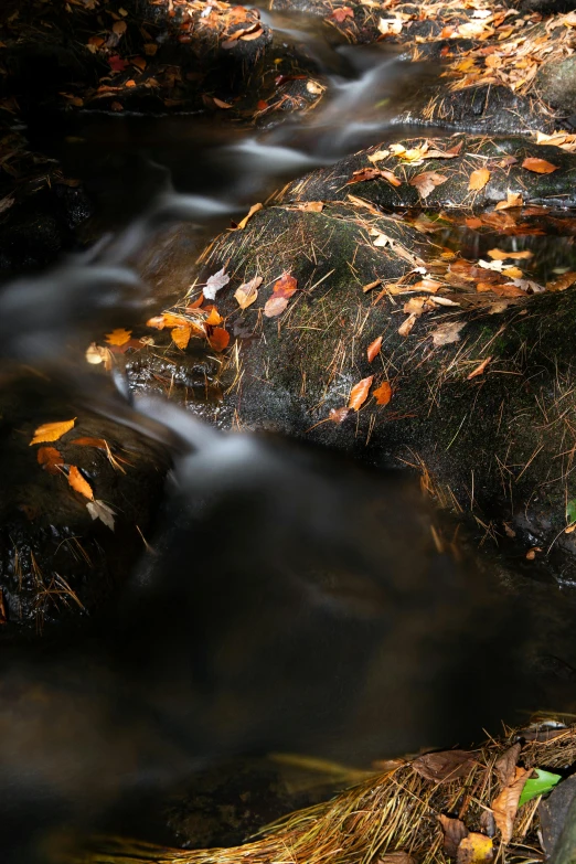 a stream running through a forest filled with lots of leaves, a portrait, unsplash contest winner, medium format. soft light, rocks, new hampshire, soft light - n 9