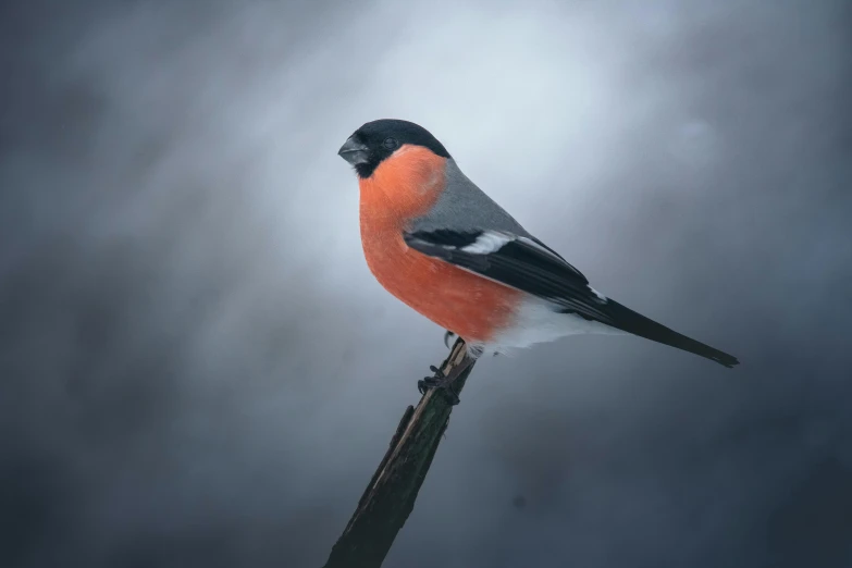 a small bird sitting on top of a tree branch, inspired by Melchior d'Hondecoeter, pexels contest winner, photorealism, orange red black white, foggy mood, fat bird, a handsome