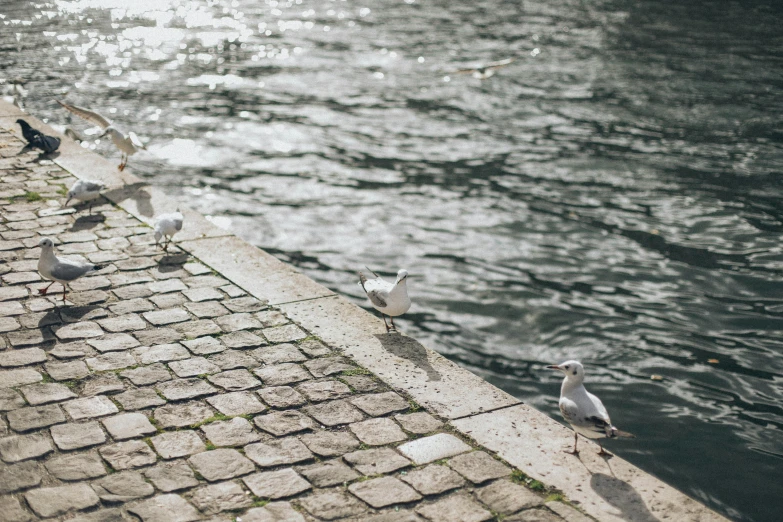 a flock of birds standing on a brick walkway next to a body of water, inspired by Pierre Pellegrini, pexels contest winner, happening, cinematic paris, dwell, & a river, sidewalk