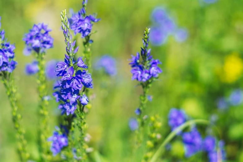 a group of blue flowers sitting on top of a lush green field, by Adam Marczyński, pexels, lobelia, avatar image, salvia, pastel'