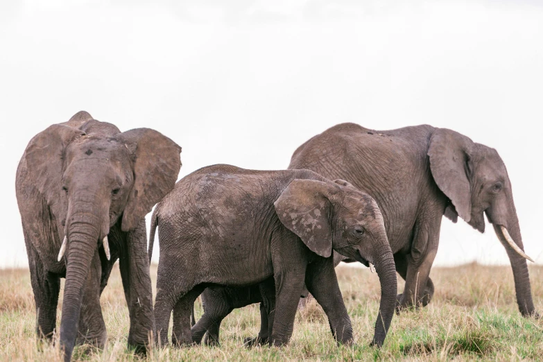 a herd of elephants walking across a grass covered field, a portrait, by Will Ellis, hurufiyya, high quality image”, jen atkin, family dinner, very kenyan