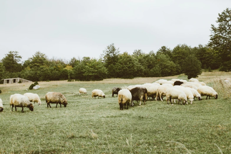 a herd of sheep grazing on a lush green field, by Emma Andijewska, outdoor photo, background image, jovana rikalo, vintage photo