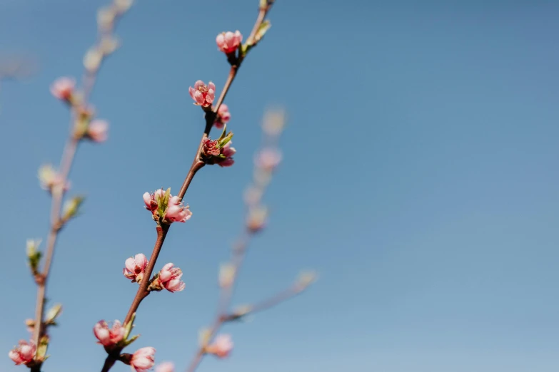 a branch with pink flowers against a blue sky, an album cover, by Niko Henrichon, unsplash, visual art, shot on sony a 7, buds, brown, taken with sony alpha 9