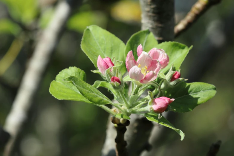 a close up of a flower on a tree, by David Simpson, unsplash, apple trees, green and pink, rendered in corona, permaculture