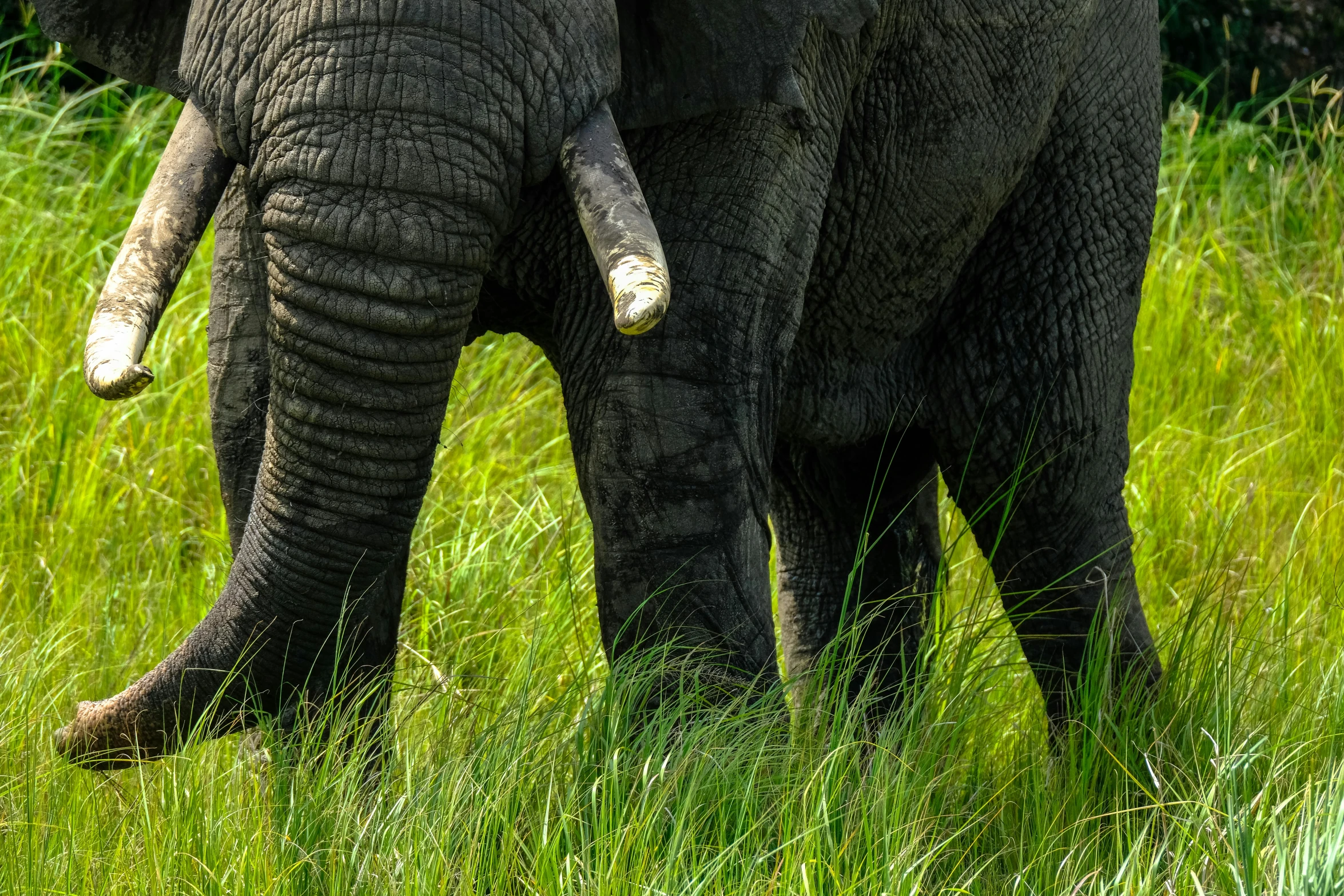 a large elephant standing on top of a lush green field, by Jan Tengnagel, pexels contest winner, hurufiyya, thighs close up, a pair of ribbed, national geographic photograph, detailed visible brushmarks