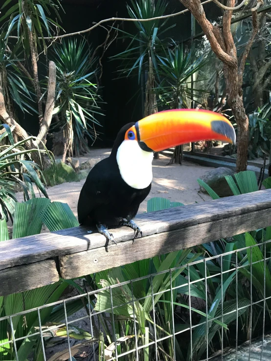 a close up of a bird on a fence, the jungle at the background, 🦩🪐🐞👩🏻🦳, profile image, a high angle shot