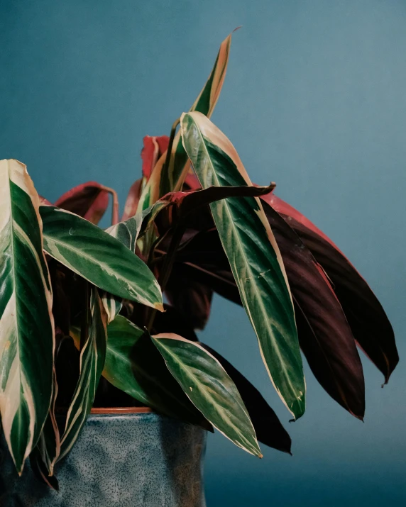 a close up of a potted plant on a table, an album cover, by Emily Mason, trending on unsplash, blue and red two - tone, iridescent skin, magnolia leaves and stems, detailed product image