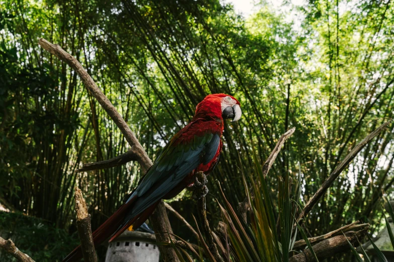 a red and green parrot sitting on top of a tree branch, pexels contest winner, standing in a botanical garden, 🦩🪐🐞👩🏻🦳, pandora jungle, in a bamboo forest