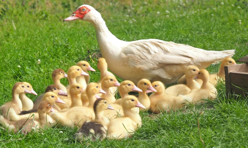 a flock of ducks standing on top of a lush green field, albino dwarf, brood spreading, amanda lilleston, slide show