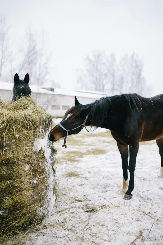 a couple of horses that are standing in the snow, by Ilya Ostroukhov, trending on unsplash, hay, eating, white background, multiple stories