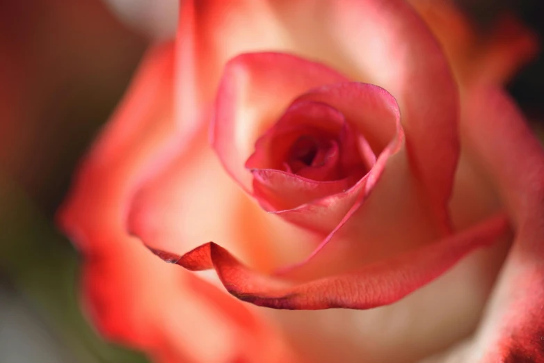 a close up of a red and white rose, by Gwen Barnard, pexels contest winner, pink and orange, instagram post, smooth light, paul barson