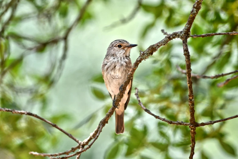 a bird sitting on top of a tree branch, a portrait, by Ibrahim Kodra, trending on pixabay, hurufiyya, soaking wet, uttarakhand, 1 female, thumbnail