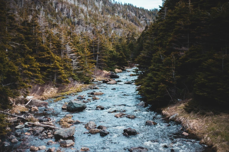 a river running through a forest filled with rocks, pexels contest winner, hurufiyya, 2 5 6 x 2 5 6 pixels, quebec, trees and pines everywhere, chocolate river