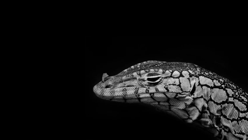 a black and white photo of a lizard, a black and white photo, by Adam Marczyński, unsplash contest winner, photorealism, merging crocodile head, spotted ultra realistic, amoled wallpaper, trending on 5 0 0 px