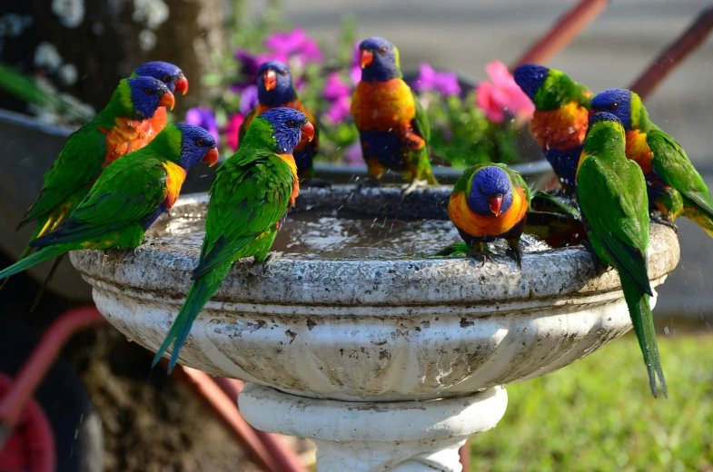 a group of colorful birds sitting on top of a bird bath, by Elizabeth Durack, pexels contest winner, 🦩🪐🐞👩🏻🦳, tourist destination, garden setting, fountain