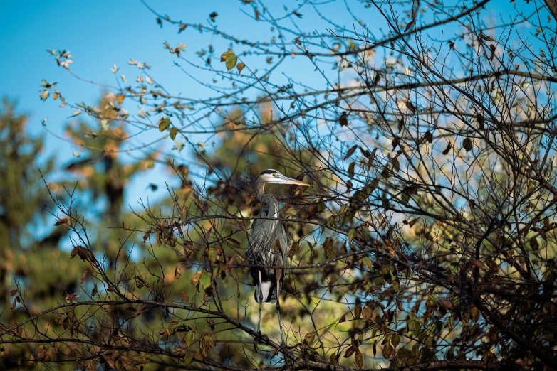 a bird sitting on top of a tree branch, by Carey Morris, unsplash, hurufiyya, heron, fall season, blue and grey, 15081959 21121991 01012000 4k