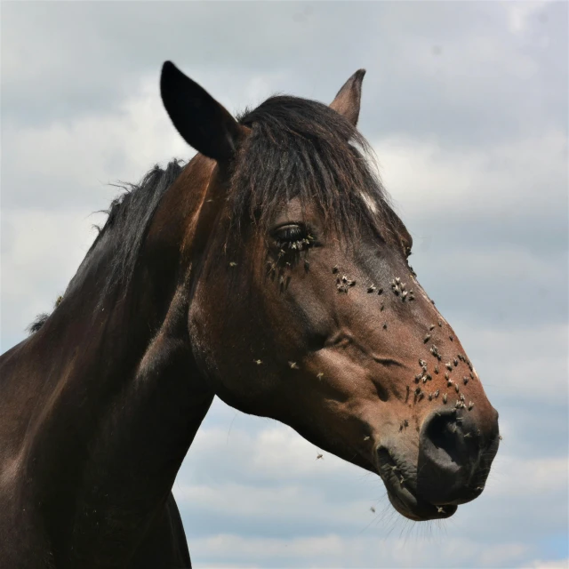 a brown horse standing on top of a lush green field, a stipple, pexels contest winner, carcass carrion covered in flies, wet face, today\'s featured photograph 4k, he is covered with barnacles