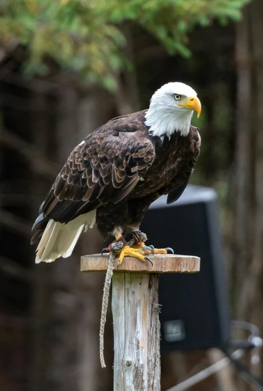 a bald eagle sitting on top of a wooden post, sitting on a stool, with a white muzzle, standing, photographed