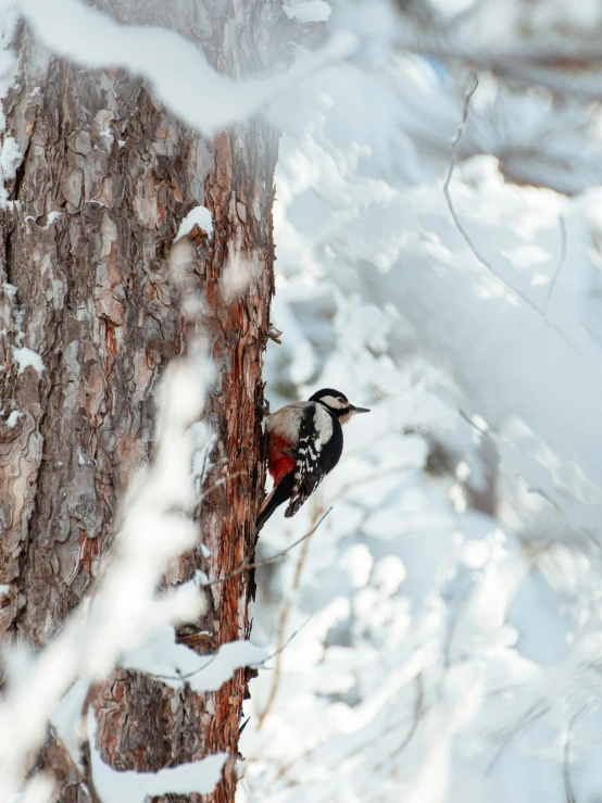 a bird is perched on a tree in the snow, pexels contest winner, bright nordic forest, high angle close up shot, profile image, multiple stories