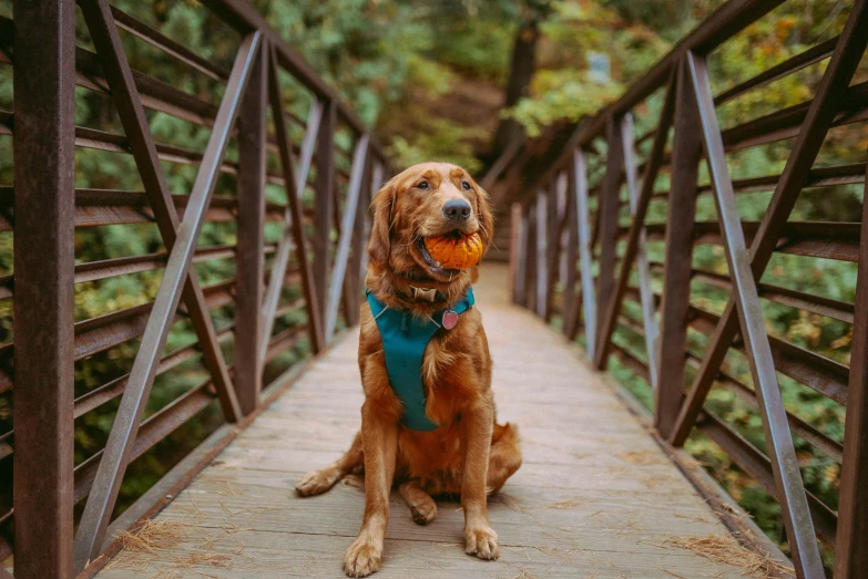 a dog sitting on a bridge with a ball in its mouth, pexels contest winner, orange and teal color, lush surroundings, thumbnail, brown