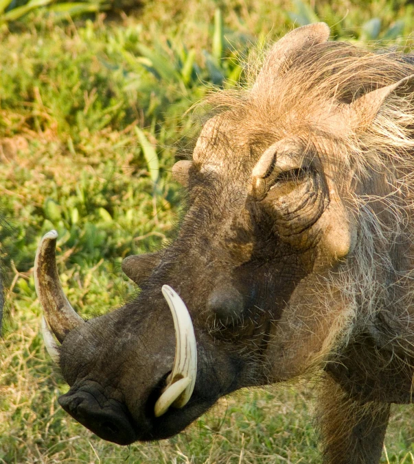 a warthog standing on top of a lush green field, flickr, his hair is messy and unkempt, close-up!!!!!!, sharp fangs and tusks, an old