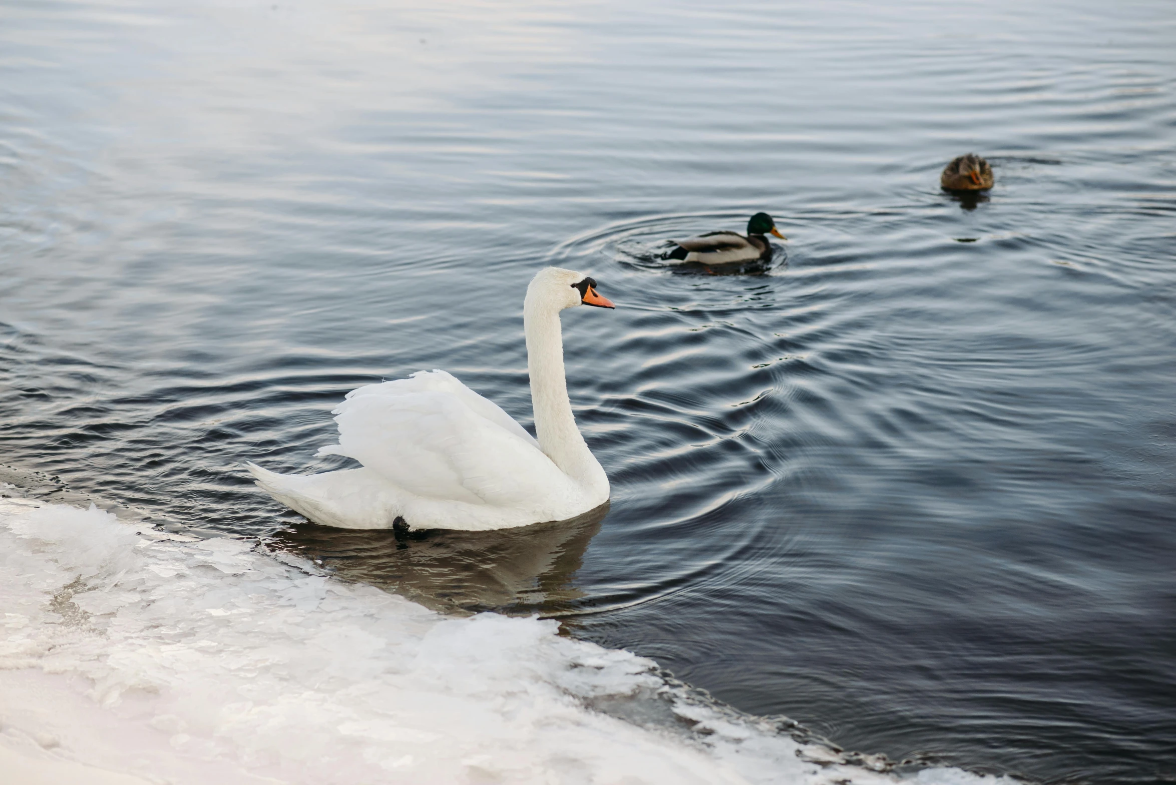 a white swan swimming on top of a body of water, by Jaakko Mattila, pexels contest winner, snow and ice, male and female, angelina stroganova, with great birds