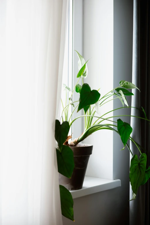 a potted plant sitting on top of a window sill, inspired by Elsa Bleda, unsplash, art nouveau, ethereal curtain, 3/4 side view, monstera deliciosa, lush brooklyn urban landscaping