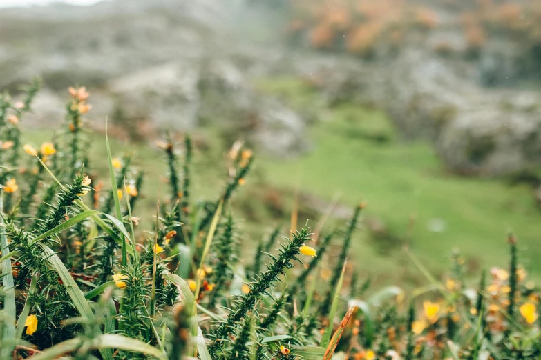 a bunch of yellow flowers sitting on top of a lush green hillside, a tilt shift photo, unsplash, visual art, with seaweed, hazy and misty, green and red plants, irish mountains background