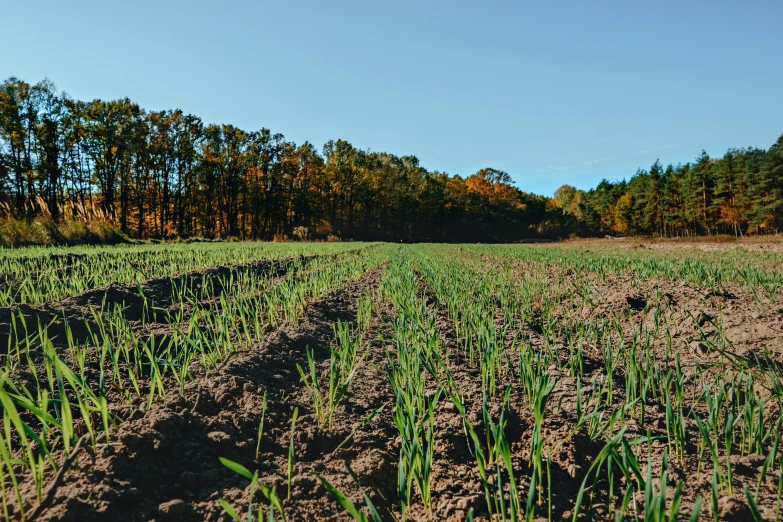 a field filled with lots of green grass, by Carey Morris, unsplash, land art, onions, fall season, near forest, high quality product image”