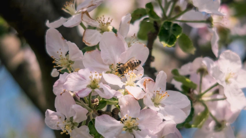 a bee sitting on top of a flower covered tree, unsplash photography, digital image, full frame image, apple