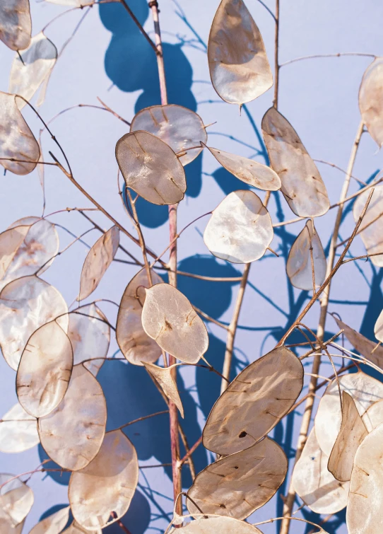 a close up of a plant with leaves, inspired by William Nicholson, environmental art, dried petals, sunlit sky, eucalyptus, cold blue tones