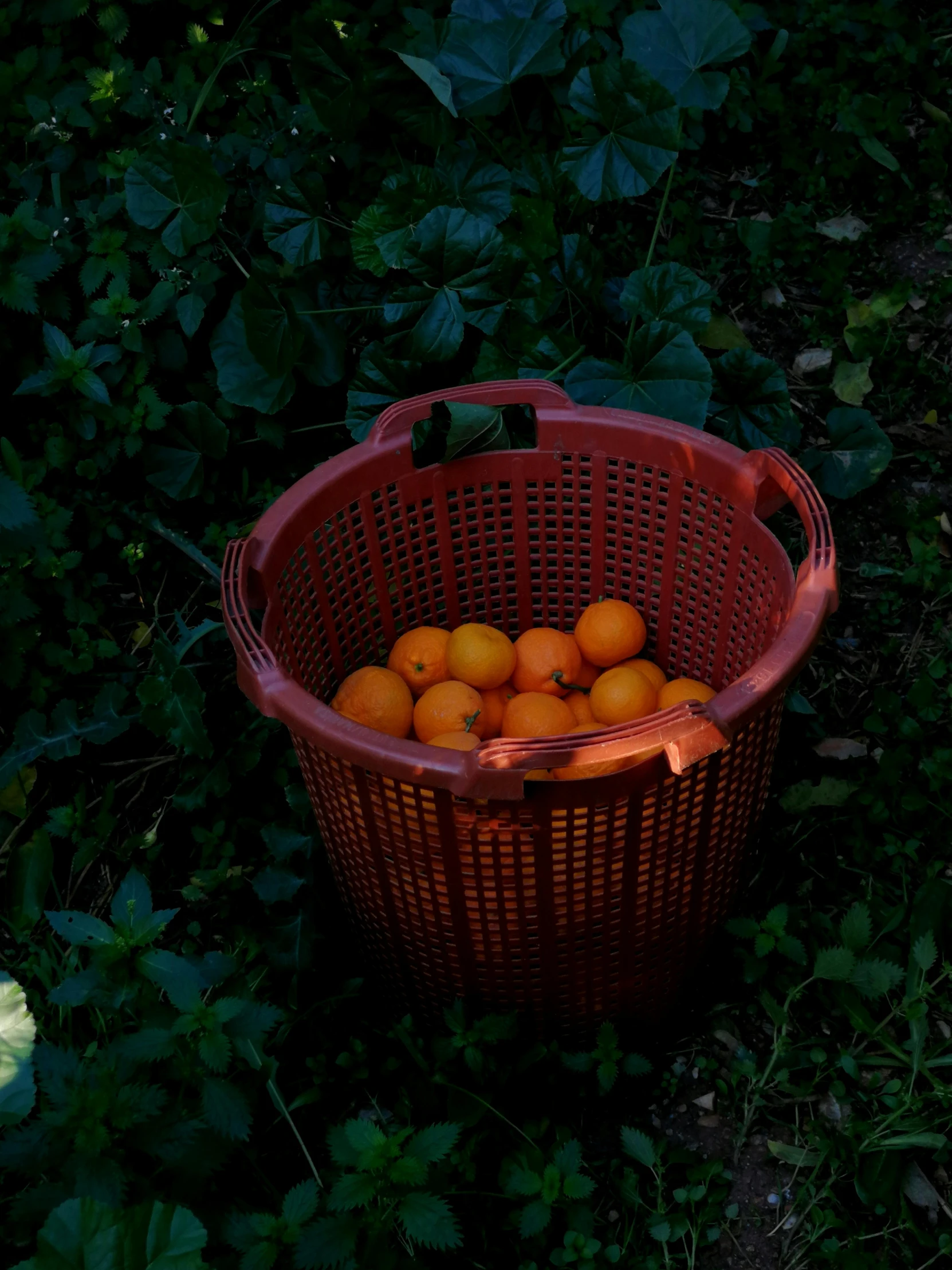 a basket full of oranges sitting in the grass, by Nathalie Rattner, process art, alessio albi, xiang duan, cinestill hasselblad 2 0 0 mm, low-light