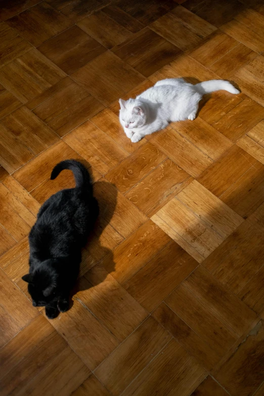 a couple of cats laying on top of a wooden floor, cast shadows, taken with sony alpha 9, wooden parquet, albino