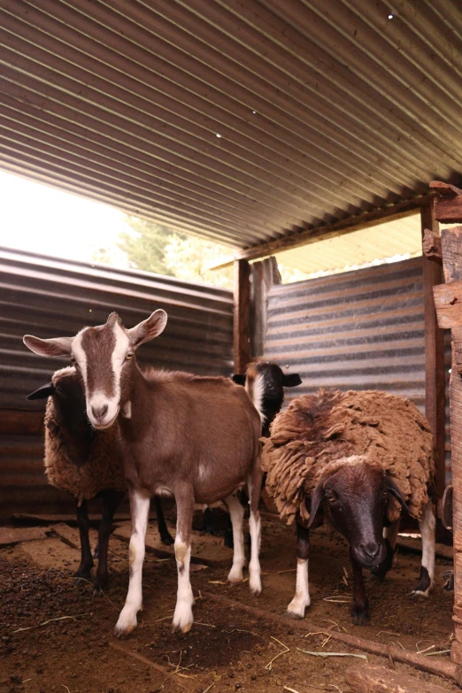 a herd of sheep standing next to each other, inside a shed, three animals, brown, large and tall