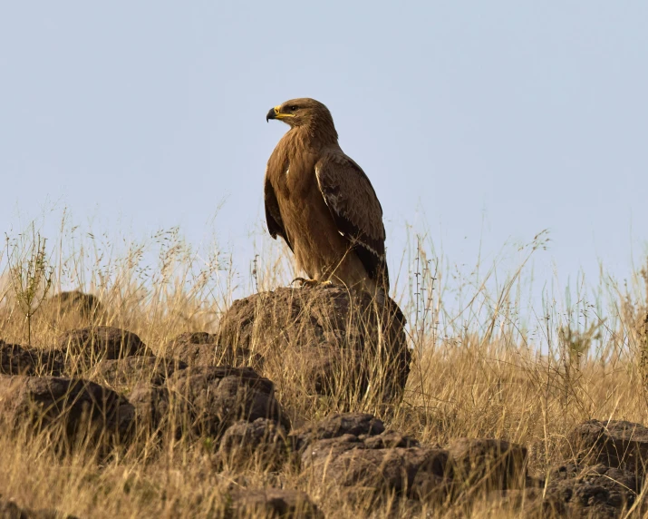 a bird sitting on top of a pile of rocks, by Terese Nielsen, pexels contest winner, hurufiyya, black aarakocra eagle warlord, ethiopian, historical setting, hawk