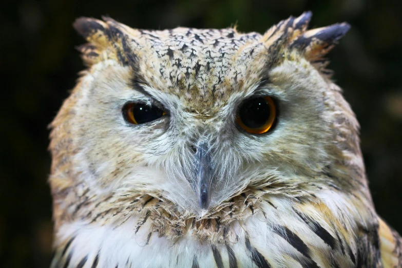 a close up of an owl looking at the camera, pexels contest winner, hurufiyya, feathered head, looking serious, blank stare”