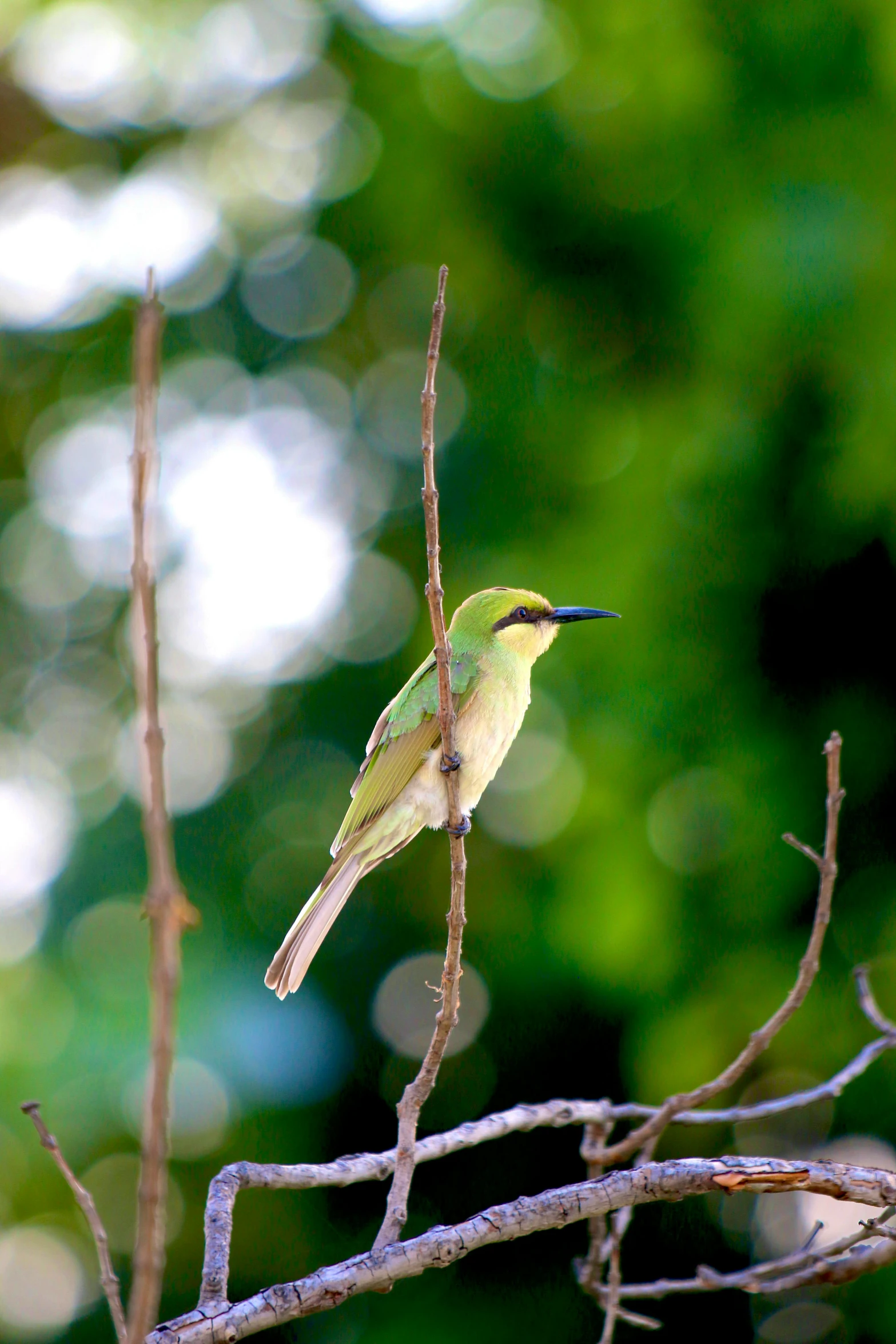 a small bird sitting on top of a tree branch, gold and green, colourful, pale green glow, sri lanka