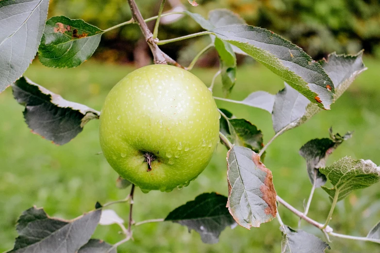 a close up of a green apple on a tree, by Jan Rustem, pixabay, renaissance, thumbnail, shot on sony a 7 iii, portrait image