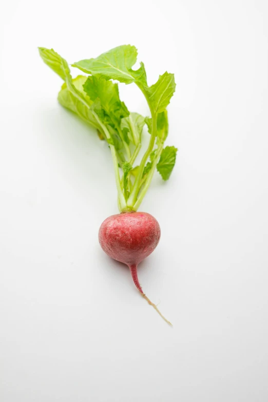 a close up of a radish on a white surface, a digital rendering, unsplash, portrait of a small, mint, 15081959 21121991 01012000 4k